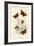 Butterflies-English School-Framed Giclee Print