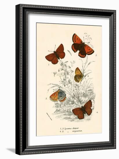 Butterflies-English School-Framed Giclee Print