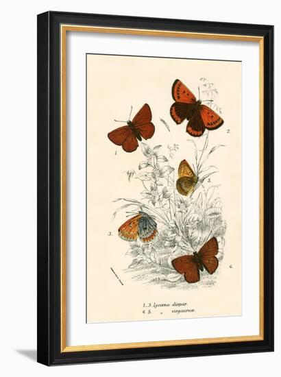 Butterflies-English School-Framed Giclee Print