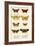 Butterflies-English School-Framed Giclee Print