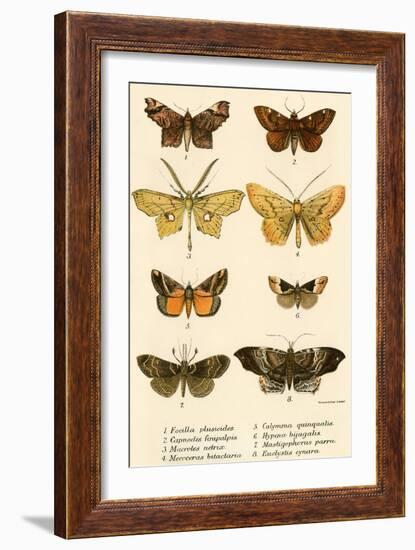 Butterflies-English School-Framed Giclee Print