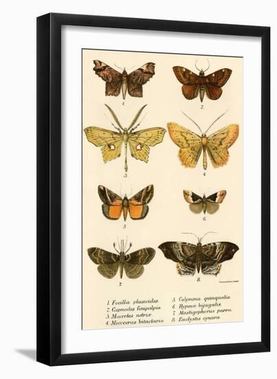 Butterflies-English School-Framed Giclee Print