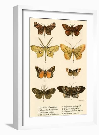 Butterflies-English School-Framed Giclee Print