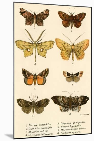 Butterflies-English School-Mounted Giclee Print