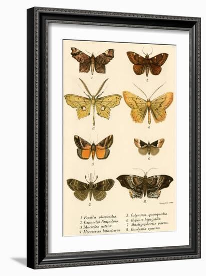 Butterflies-English School-Framed Giclee Print