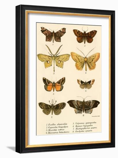 Butterflies-English School-Framed Giclee Print