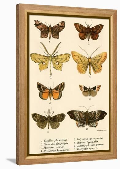 Butterflies-English School-Framed Premier Image Canvas