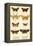 Butterflies-English School-Framed Premier Image Canvas