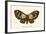 Butterflies-English School-Framed Giclee Print