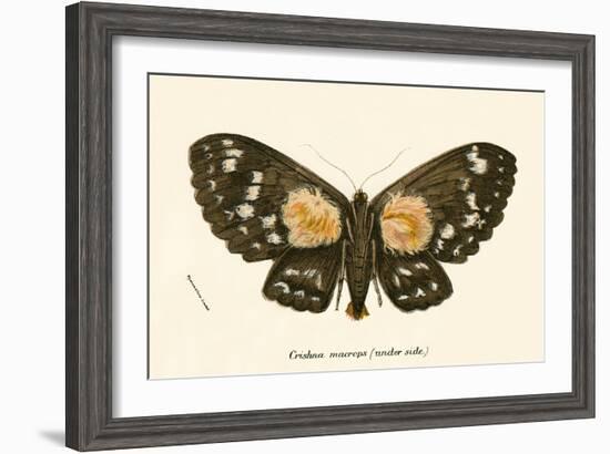 Butterflies-English School-Framed Giclee Print