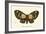 Butterflies-English School-Framed Giclee Print