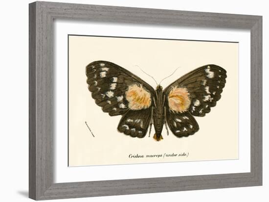 Butterflies-English School-Framed Giclee Print