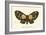 Butterflies-English School-Framed Giclee Print