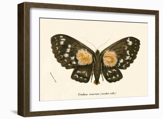 Butterflies-English School-Framed Giclee Print