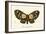 Butterflies-English School-Framed Giclee Print