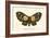 Butterflies-English School-Framed Giclee Print