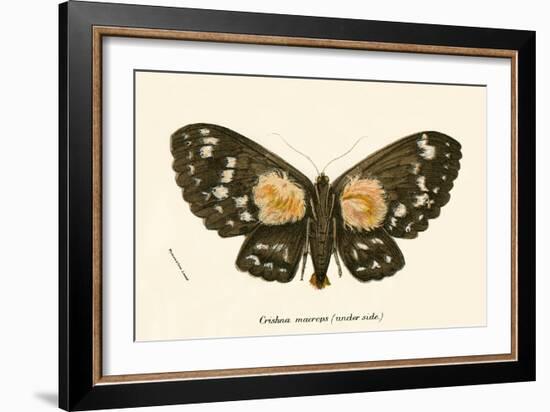 Butterflies-English School-Framed Giclee Print