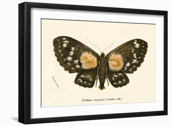 Butterflies-English School-Framed Giclee Print