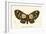 Butterflies-English School-Framed Giclee Print