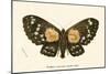 Butterflies-English School-Mounted Giclee Print