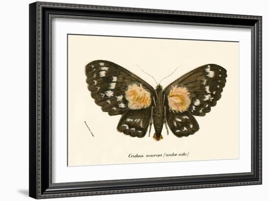 Butterflies-English School-Framed Giclee Print