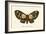 Butterflies-English School-Framed Giclee Print