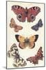 Butterflies-null-Mounted Art Print