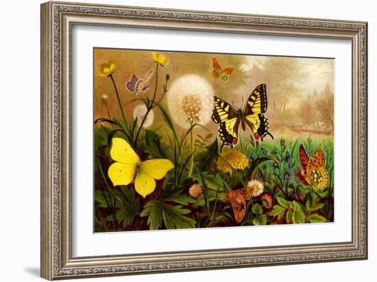 Butterflies-F.W. Kuhnert-Framed Art Print