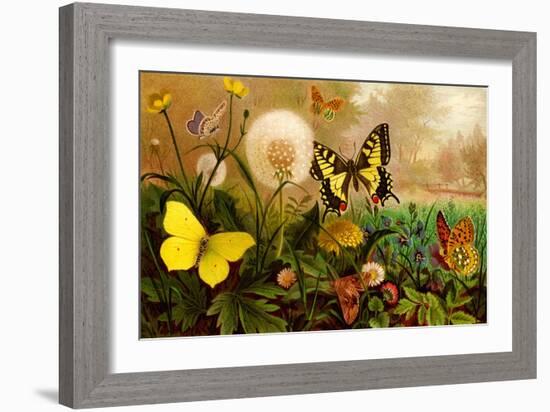 Butterflies-F.W. Kuhnert-Framed Art Print