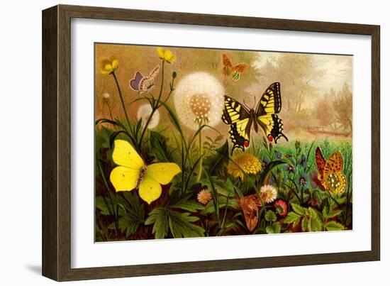 Butterflies-F.W. Kuhnert-Framed Art Print