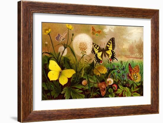 Butterflies-F.W. Kuhnert-Framed Art Print