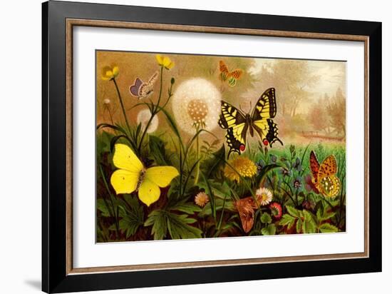 Butterflies-F.W. Kuhnert-Framed Art Print