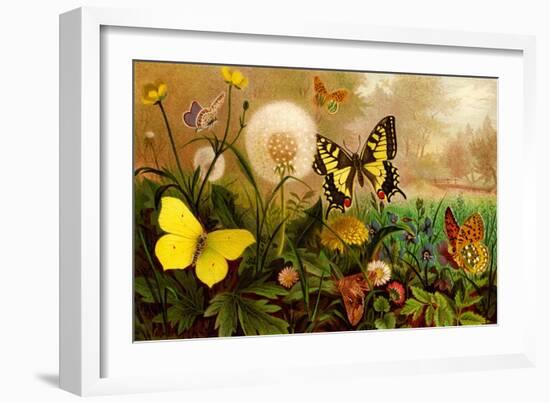 Butterflies-F.W. Kuhnert-Framed Art Print