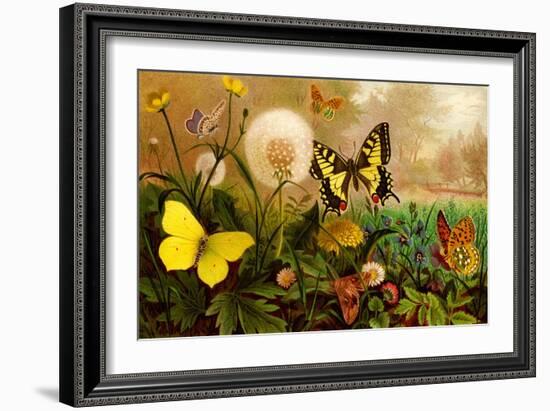 Butterflies-F.W. Kuhnert-Framed Art Print