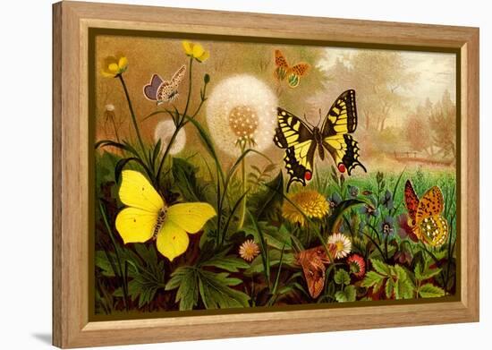 Butterflies-F.W. Kuhnert-Framed Stretched Canvas