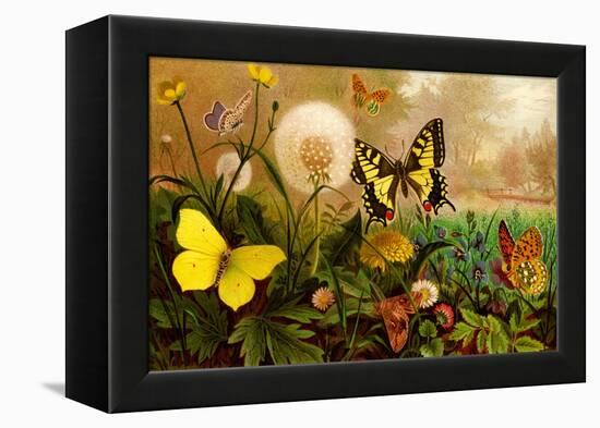 Butterflies-F.W. Kuhnert-Framed Stretched Canvas