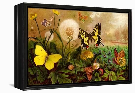 Butterflies-F.W. Kuhnert-Framed Stretched Canvas