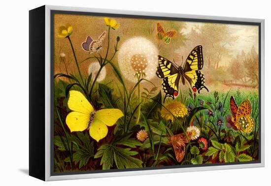 Butterflies-F.W. Kuhnert-Framed Stretched Canvas