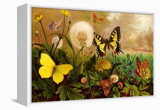 Butterflies-F.W. Kuhnert-Framed Stretched Canvas