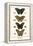 Butterflies-Albertus Seba-Framed Stretched Canvas