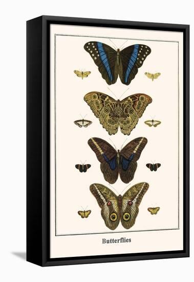 Butterflies-Albertus Seba-Framed Stretched Canvas