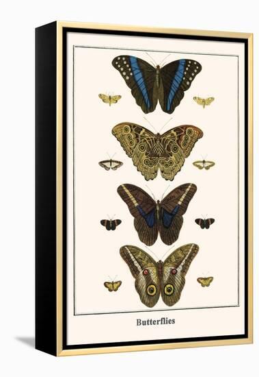 Butterflies-Albertus Seba-Framed Stretched Canvas