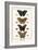 Butterflies-Albertus Seba-Framed Art Print