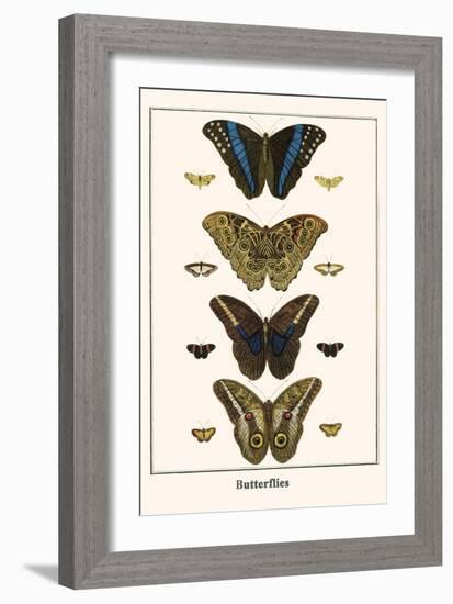 Butterflies-Albertus Seba-Framed Art Print