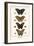 Butterflies-Albertus Seba-Framed Art Print