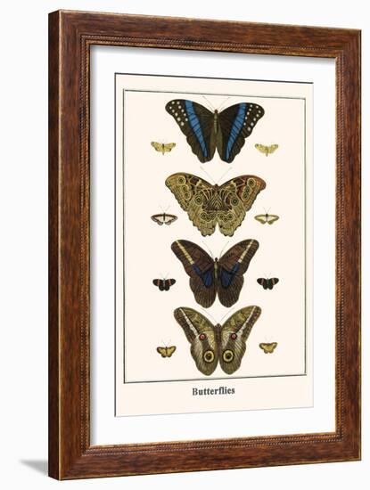 Butterflies-Albertus Seba-Framed Art Print