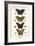 Butterflies-Albertus Seba-Framed Art Print