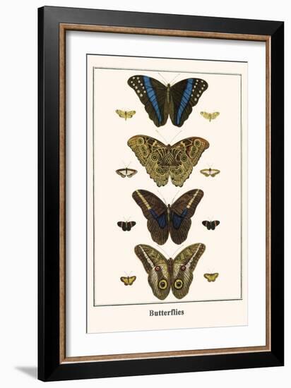 Butterflies-Albertus Seba-Framed Art Print