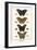 Butterflies-Albertus Seba-Framed Art Print