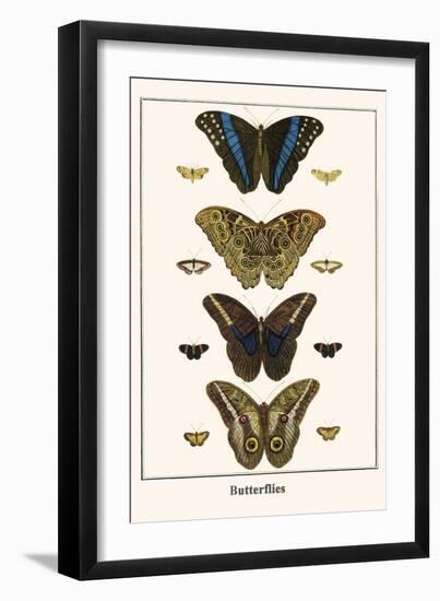 Butterflies-Albertus Seba-Framed Art Print